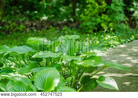 Green Hosta Leavs, Illuminated By The Morning Sun In Private Possession.
