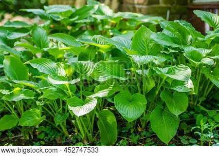 Green Hosta Leavs, Illuminated By The Morning Sun In Private Possession.