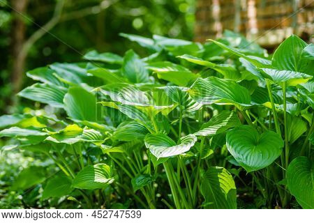 Green Hosta Leavs, Illuminated By The Morning Sun In Private Possession.