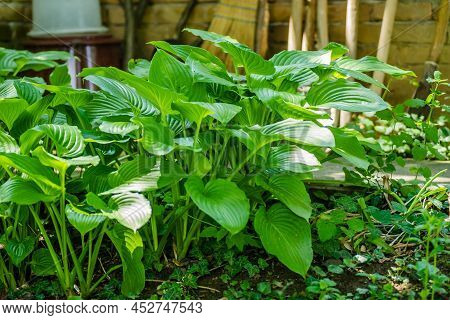 Green Hosta Leavs, Illuminated By The Morning Sun In Private Possession.