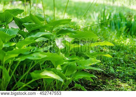 Green Hosta Leavs, Illuminated By The Morning Sun In Private Possession.