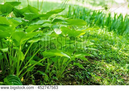 Green Hosta Leavs, Illuminated By The Morning Sun In Private Possession.