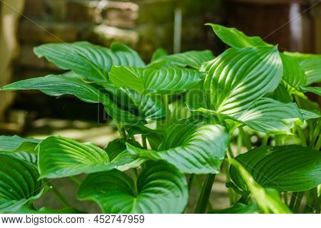 Green Hosta Leavs, Illuminated By The Morning Sun In Private Possession.