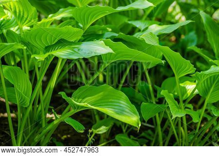 Green Hosta Leavs, Illuminated By The Morning Sun In Private Possession.
