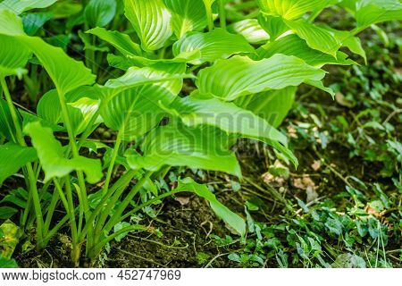 Green Hosta Leavs, Illuminated By The Morning Sun In Private Possession.
