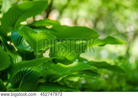 Green Hosta Leavs, Illuminated By The Morning Sun In Private Possession.
