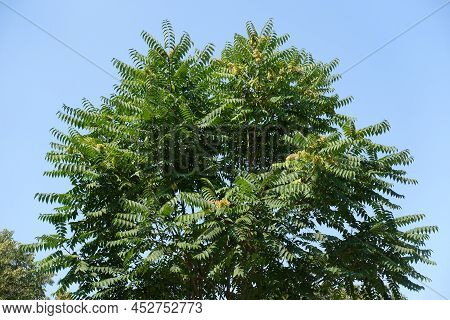 Blue Sky And Crown Of Ailanthus Altissima In August
