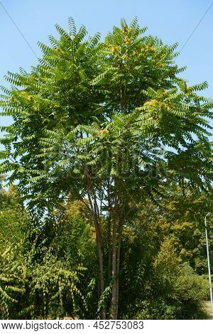 Cloudless Blue Sky And Ailanthus Altissima Tree In August