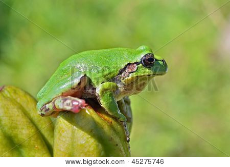 Hyla (træ tudse)