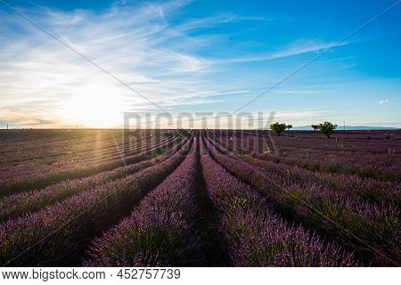 Landscape Of Lavender Field In Sunset Time