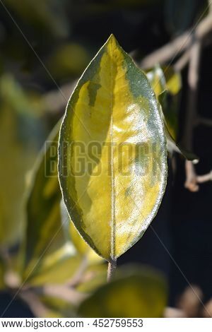 Oleaster Limelight Variegated Leaves In The Spring