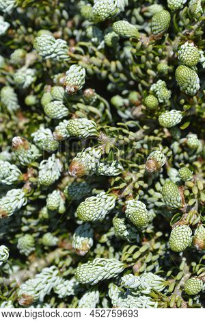 Korean Fir Kohouts Ice Breaker In The Spring