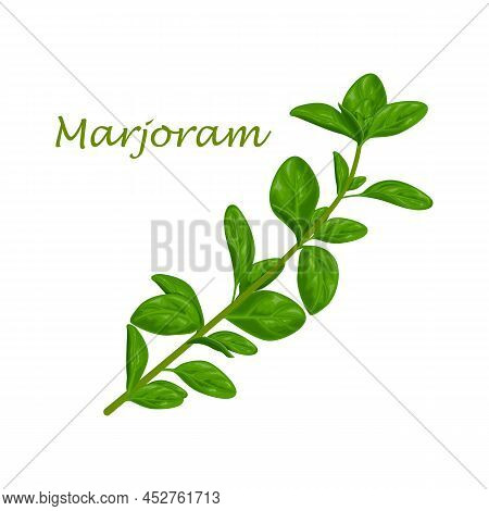 Marjoram. Green Marjoram Leaves And A Sprig Of Marjoram. A Spicy, Medicinal Herb For Seasoning. Vect