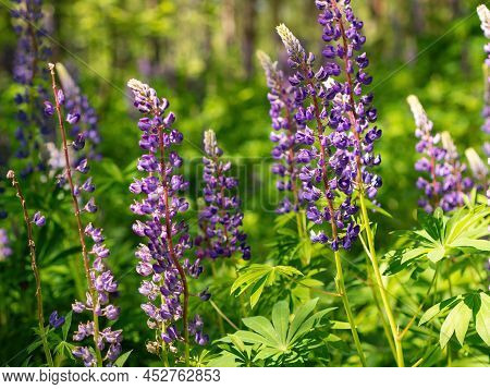 Colorful Blue And Purple Colorful Vibrant Lupine Wildflowers In With Bokeh Blurred Background. Photo