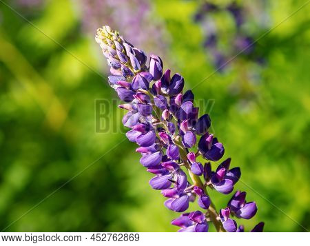 Colorful Blue And Purple Colorful Vibrant Lupine Wildflowers In With Bokeh Blurred Background. Photo