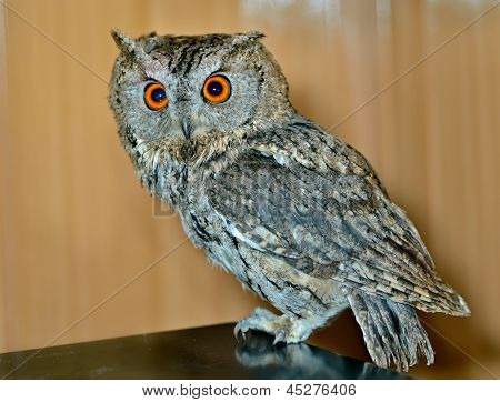 Owl (otus Bakkamoena)