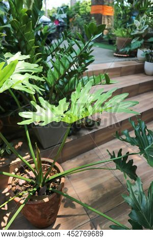 Philodendron Or Philodendron Selloum, Philodendron Bipinnatifidum Plant