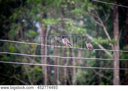 Two Common Myna Birds Sitting Over Electric Wires In A Hill Station. Selective Focus On The Birds