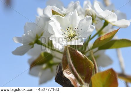 Japanese Pear (nashi Pear) Blossoms. Rosaceae Deciduous Fruit Tree. Five-petaled White Flowers Bloom
