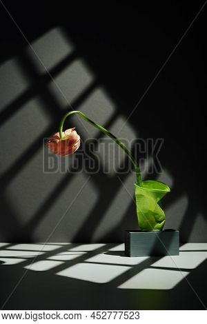 Vertical Contemporary Still Life Shot Of Fresh Flower Slowly Withering In Crumpled Green Plastic Cup