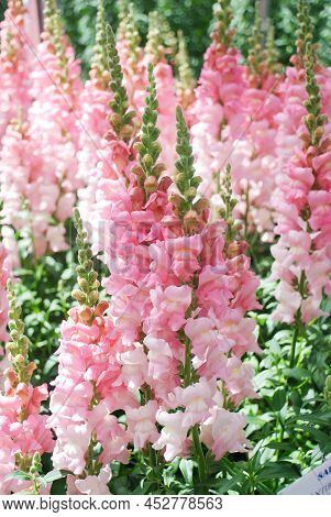 Colorful Pink Snapdragon (antirrhinum Majus) Blooming In The Garden Background With Selective Focus,