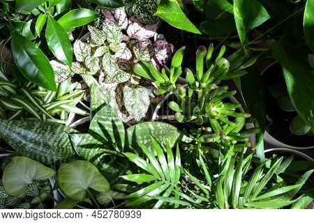 House Plants. Greenery. Home Potted Plant Top View. Epipremnum. Syngonium. Aichryson. Chlorophytum. 