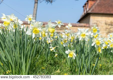 Close Up Of Daffodil (narcissus) Flowers In Bloom