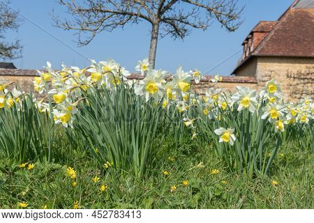 Daffodil (narcissus) Flowers