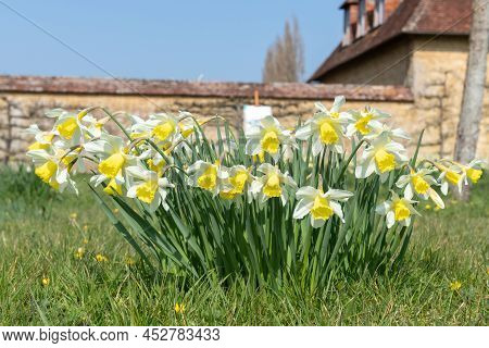 Daffodil (narcissus) Flowers