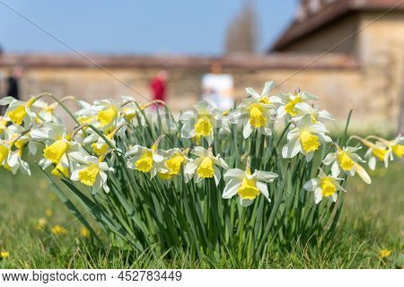 Daffodil (narcissus) Flowers