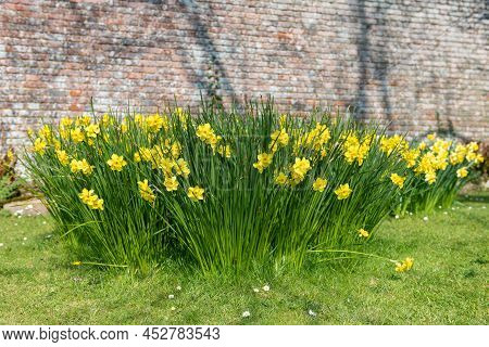 Daffodil (narcissus) Flowers