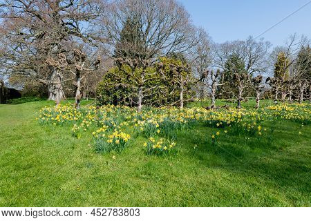 Daffodil (narcissus) Flowers