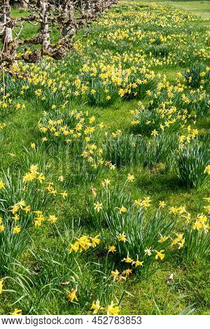 Daffodil (narcissus) Flowers In Bloom In An Ornamental Garden