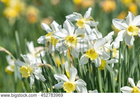 Close Up Of Daffodil (narcissus) Flowers In Bloom