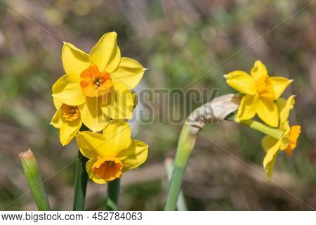 Daffodil (narcissus) Flowers