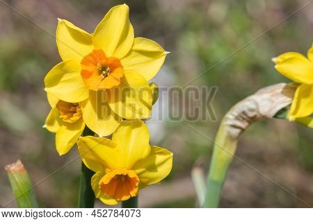 Daffodil (narcissus) Flowers