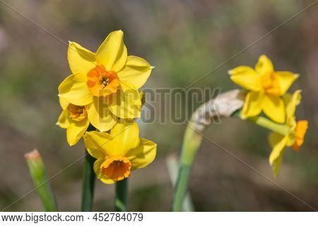 Daffodil (narcissus) Flowers