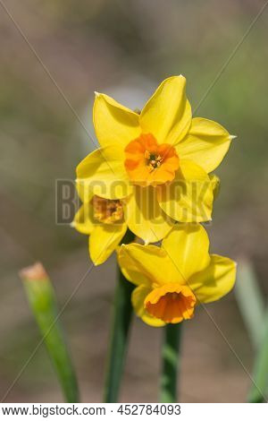 Daffodil (narcissus) Flowers