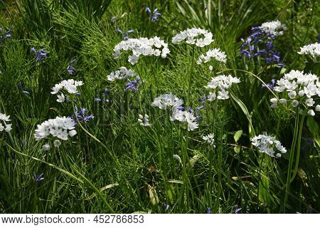 Allium Cowanii (allium Neapolitanum) Flowers. Amaryllidaceae Pennial Bulbouus Plants. The Flowering 
