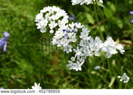 Allium Cowanii (allium Neapolitanum) Flowers. Amaryllidaceae Pennial Bulbouus Plants. The Flowering 