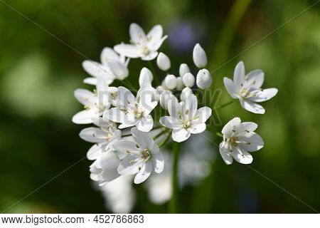 Allium Cowanii (allium Neapolitanum) Flowers. Amaryllidaceae Pennial Bulbouus Plants. The Flowering 