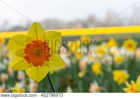 Close Up Of The Beautiful Daffodil Flower In Bloom On A Colorful Spring Background