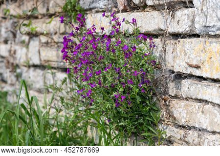 Lilacbush (aubrieta Deltoidea) Flowers Growing On A Wall