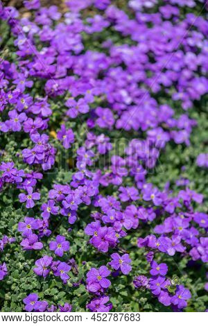 Close Up Of Lilacbush (aubrieta Deltoidea) Flowers In Bloom