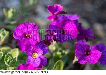 Close Up Of Lilacbush (aubrieta Deltoidea) Flowers In Bloom
