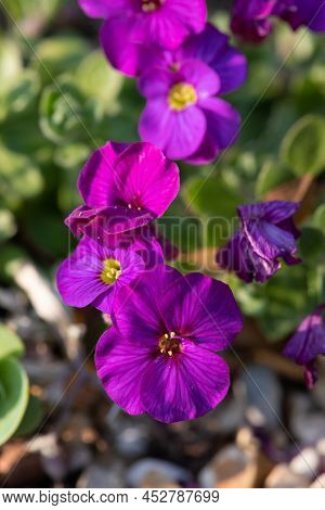 Close Up Of Lilacbush (aubrieta Deltoidea) Flowers In Bloom