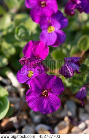 Lilacbush (aubrieta Deltoidea) Flowers