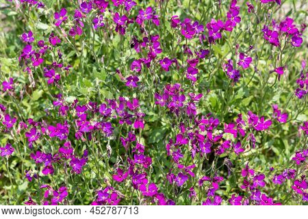 Lilacbush (aubrieta Deltoidea) Flowers