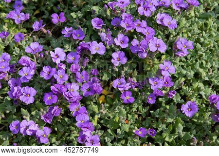 Lilacbush (aubrieta Deltoidea) Flowers