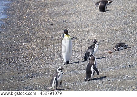 King Penguin On Martillo Island Beach, Ushuaia